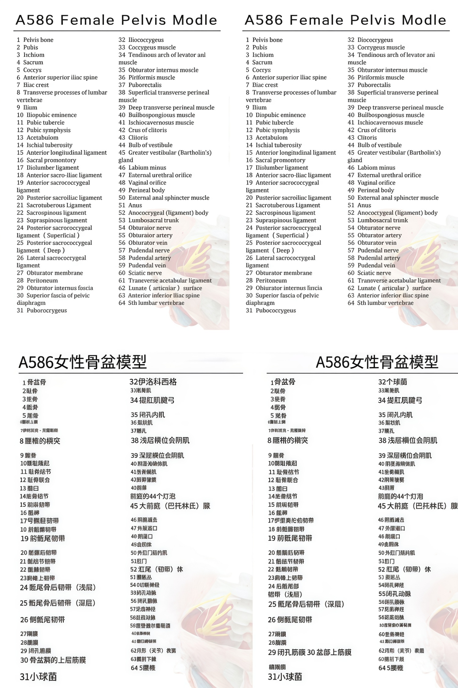 骨1说明书.jpg