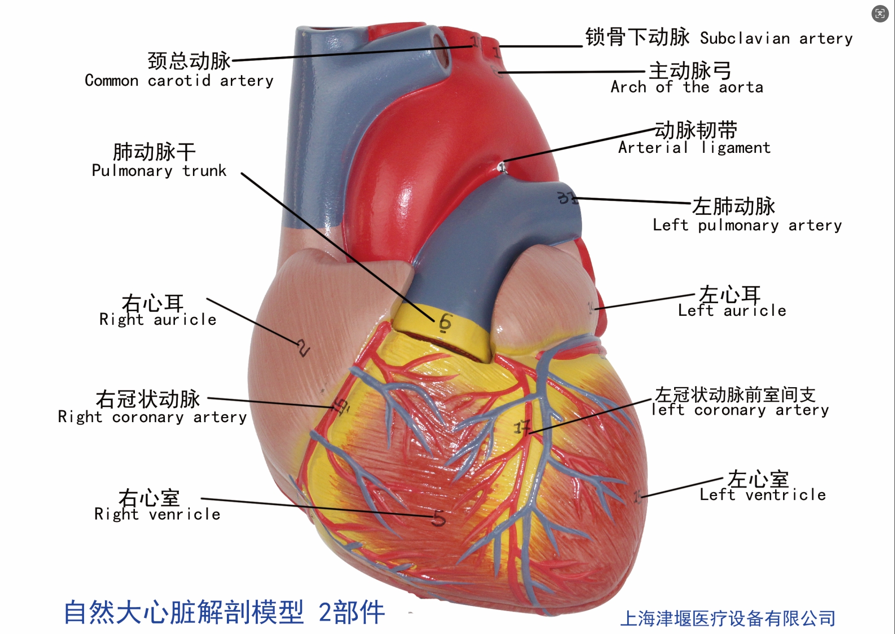 心脏2.png
