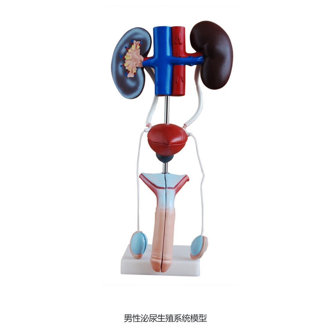 1773556250133415.png 男性泌尿立体.png