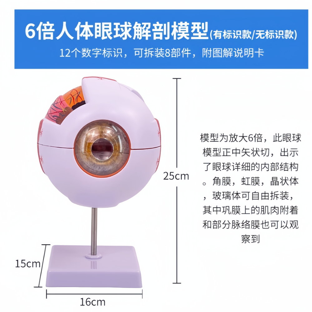 眼球6倍.png