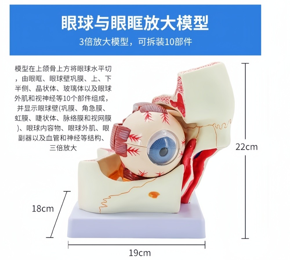 眼眶.jpg